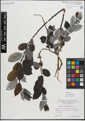 Foto von Salix myrsinifolia Salisb.